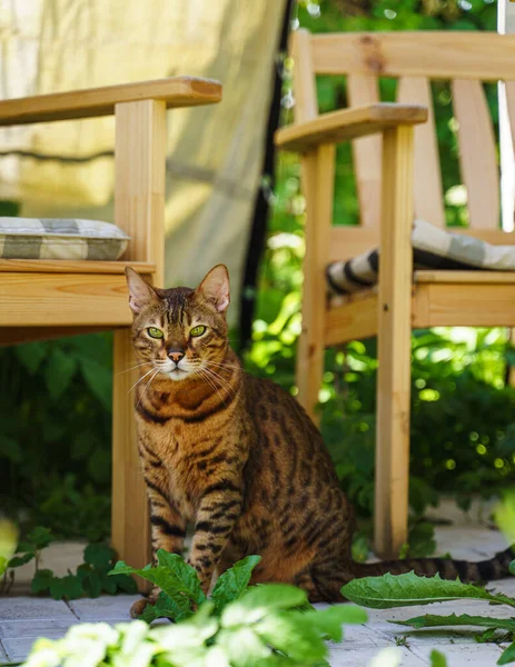 夏天的一天，孟加拉猫坐在花园椅子旁边，看着相机 — 图库照片