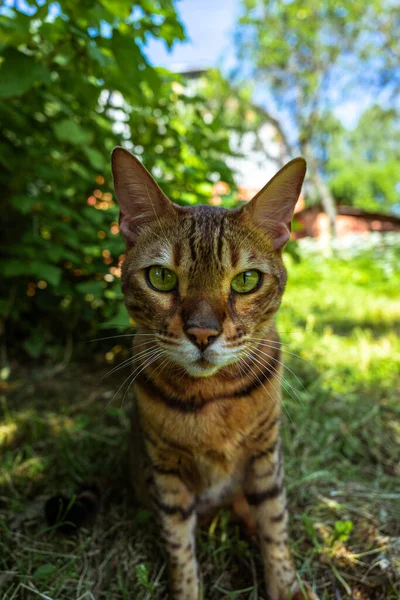 Bengalski kot stojący na trawniku w ogrodzie w letni dzień patrząc w kamerę — Zdjęcie stockowe