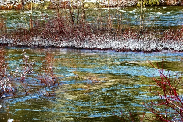 Красные растения зимой оставляют снежный лед Wenatchee River Valley Near St — стоковое фото