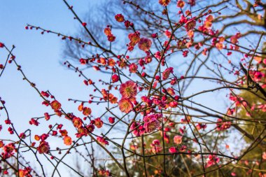 Erik çiçekleri Batı Gölü Hangzhou Jiangsu Çin
