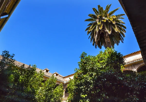 Barrio Judío Antiguo Patio Palmeras Naranjas Córdoba España — Foto de Stock