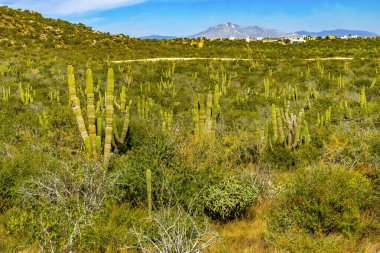 Baja California Cabo San Lucas Meksika 'daki Green Cardon Kaktüs Sonoran Çöl Ovası. Cardon kaktüsü dünyanın en büyük kaktüsüdür.