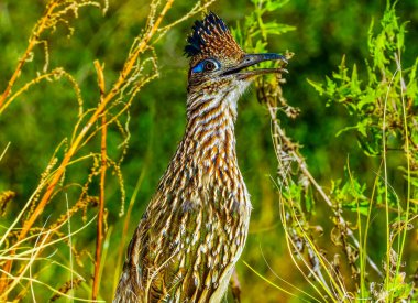 Baja California Cabo San Lucas Meksika 'daki Renkli Büyük Roadrunner Sonoran Çöl Ovası. Guguk kuşu familyasının bir üyesi olan bu yol koşucusu saatte 20 mil hıza ulaşabiliyor..
