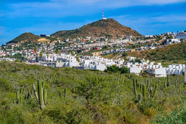 Мексиканская Деревня Green Cardon Cactus Sonoran Desert Scrubland Baja California — стоковое фото