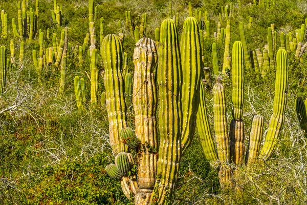 Green Cardon Cactus Sonoran Desert Scrubland Нижней Калифорнии Кабо Сан — стоковое фото