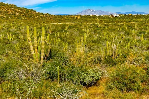 Green Cardon Cactus Sonoran Desert Scrubland Нижней Калифорнии Кабо Сан — стоковое фото