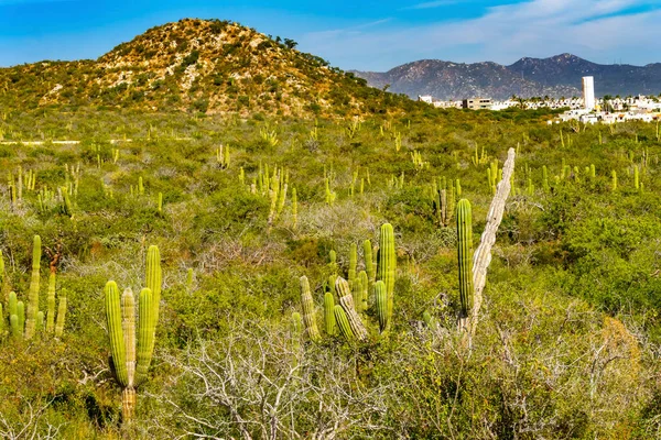 Mexican Village Green Cardon Cactus Sonoran Desert Scrubland Baja California — Stock Photo, Image