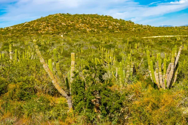 Green Cardon Cactus Sonoran Desert Scrubland Baja California Cabo San —  Fotos de Stock