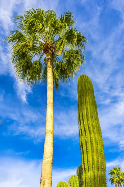 Green Cardon Cactus Queen Cocos Palm Tree Sonoran Desert Scrubland — Stock Photo, Image