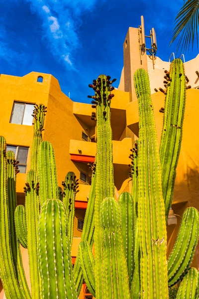Puerto Paraiso Building Fiori Rosa Verde Cardon Cactus Cabo San — Foto Stock