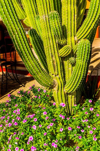 Puerto Paraiso Pembe Çiçekler Yeşil Cardon Cactus Cabo San Lucas — Stok fotoğraf