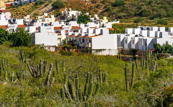 Baja California Cabo San Lucas Meksika 'daki Meksika Köyü Yeşil Cardon Kaktüsü Sonoran Çöl Ovası. Cardon kaktüsü dünyanın en büyük kaktüsüdür.