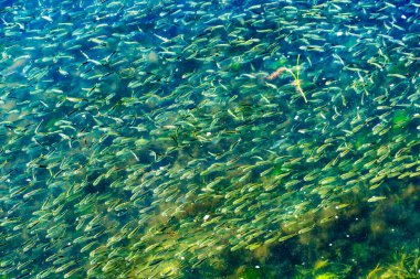 Menhaden Pogy Fish Swarm School Padanaram Harbor Akbabaları Bay Dartmouth Massachusetts. Milyonlarca Pogy Balığı Padanaram Bridg 'in yanında toplanıyor.
