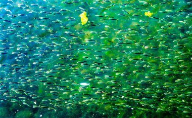 Menhaden Pogy Fish Swarm School Padanaram Harbor Akbabaları Bay Dartmouth Massachusetts. Milyonlarca Pogy Balığı Padanaram Bridg 'in yanında toplanıyor.