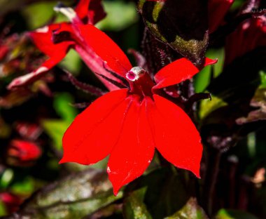 Kırmızı Kardinal Lobelia Çiçek açan Makro. Amerika 'ya özgü.