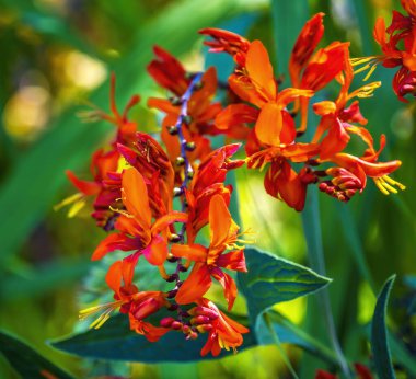 Kırmızı Turuncu Montbretia Crocosmia Çiçekler açan Makro. Fransa 'ya özgü..