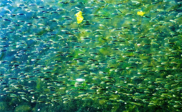 Menhaden Pogy Fish Swarm School Padanaram Harbor Buzzards Bay Dartmouth — стоковое фото