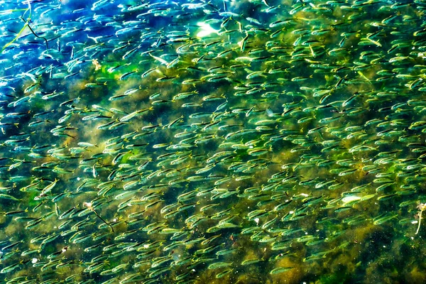 Menhaden Pogy Fish Swarm School Padanaram Harbor Akbabaları Bay Dartmouth — Stok fotoğraf