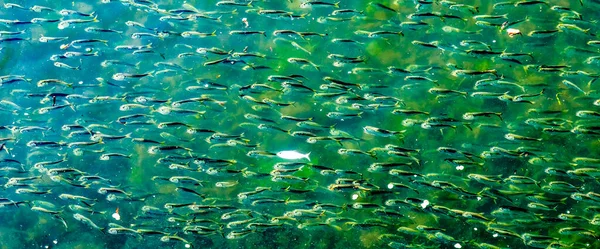 Menhaden Pogy Fish Swarm School Padanaram Harbor Buzzards Bay Dartmouth — Stok Foto