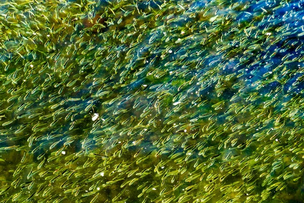 Menhaden Pogy Fish Swarm School Padanaram Harbor Buzzards Bay Dartmouth — Stock Photo, Image