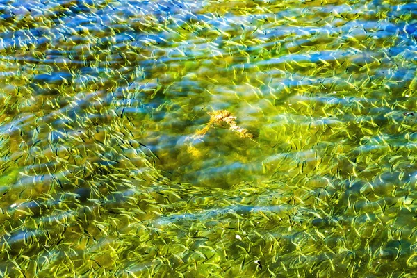 Menhaden Pogy Fish Swarm School Padanaram Harbor Ölyvek Bay Dartmouth — Stock Fotó