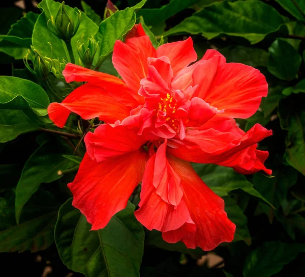 Dubbele Oranje Tropische Hibiscus Dubbele Bloem Groene Bladeren Paaseiland Chili — Stockfoto