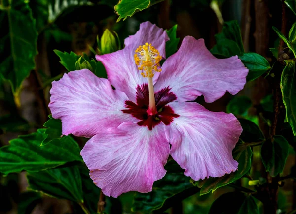 Pop Star Pink Burgundy Tropical Hibiscus Flowers Green Leaves Easter — Stock Photo, Image