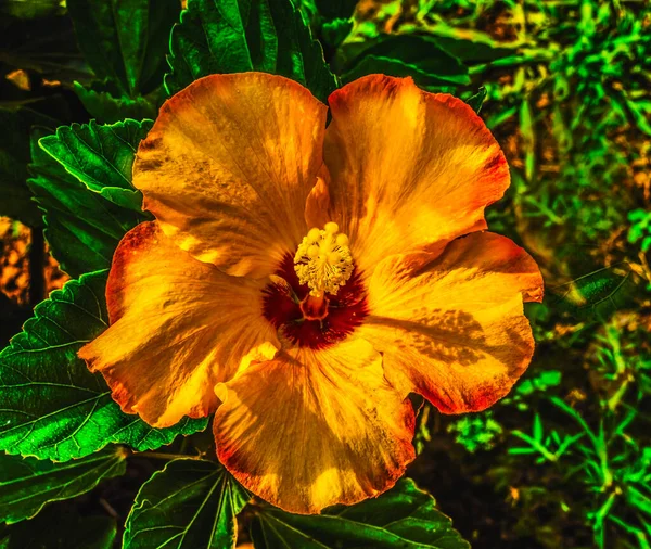 Golden Yellow Burgundy Tropical Hibiscus Flower Green Leaves Easter Island — стокове фото