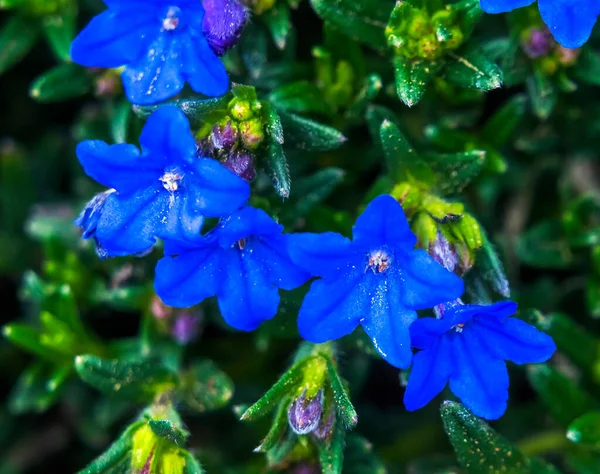 Blue Lithidora Glandora Diffusa Ground Cover Blooming Macro Рідні Європі — стокове фото