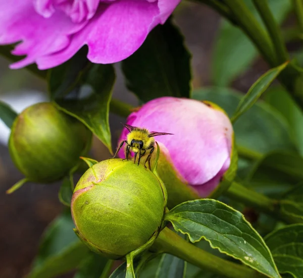 Жовтий Джміль Джміль Bumblebee Feding Nectar Pink Peony Bellevue Washington — стокове фото