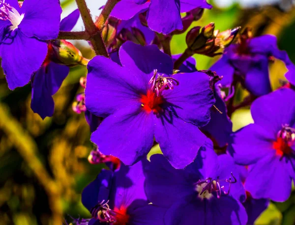 许多紫红花盛开的宏观调控 — 图库照片