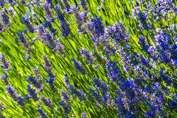 Fleurs Lavande Pourpre Bleu Anglais Floraison Macro Résumé — Photo