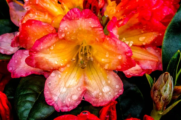 Pink Orang Peach Rhododendron Bush Blooming Rain Macro Nomeado Neon — Fotografia de Stock