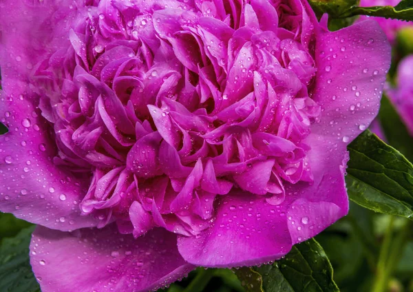 Rosa Peônia Flor Depois Chuva Bellevue Washington — Fotografia de Stock