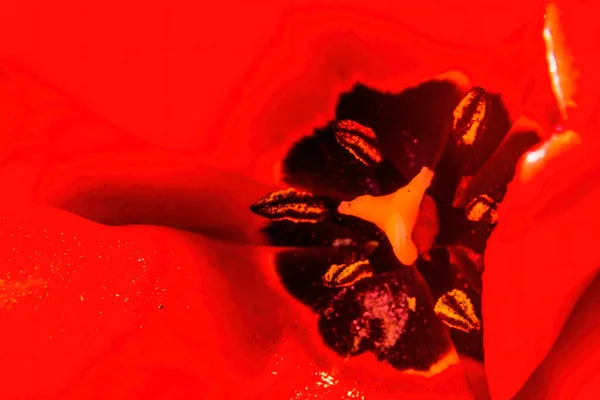 レッドダーウィンハイブリッドチューリップ開花マクロ チューリップはトルコ原産です — ストック写真