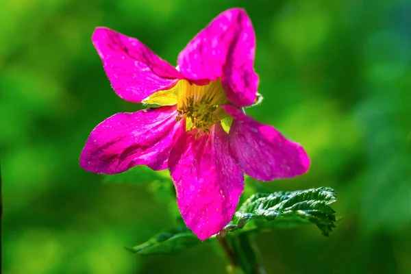 Pink Purple Salmonberry Blooming Macro Nordamerika Beheimatet Und Beeren Essbar — Stockfoto