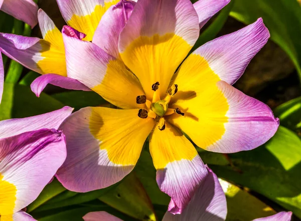 Růžová Žlutá Jarní Tarda Tulipány Pozdní Tulipán Kvetoucí Makro Rodák — Stock fotografie