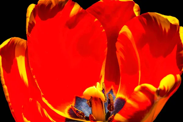 レッドイエロー春バニャルカダーウィンハイブリッドチューリップ開花マクロ ボスニアの都市にちなんで名付けられたチューリップはトルコに自生します — ストック写真