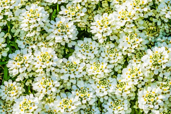 Weiße Schafgarbe Blumen Strauch Blühendes Makro Den Bergen Europas Heimisch — Stockfoto