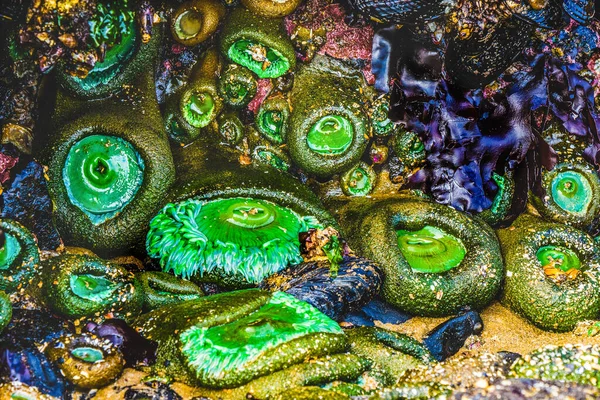 カラフルな緑のイソギンチャク低潮のプールマリンガーデンヘイスタック キヤノンビーチクラップ郡オレゴン州 — ストック写真