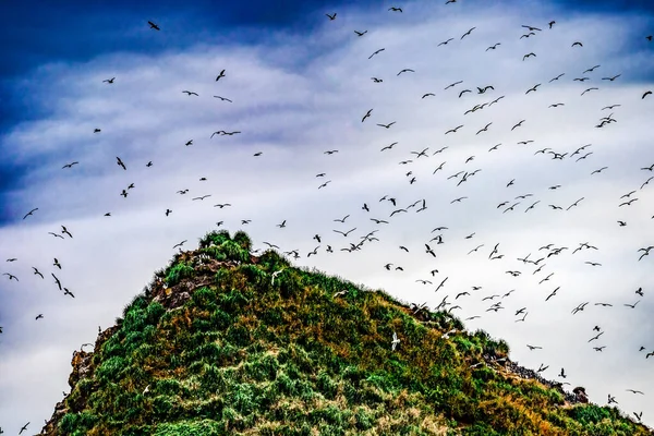 Bunte Tausende Seevögel Fliegen Darunter Murres Seagulls Top Haystack Rock — Stockfoto