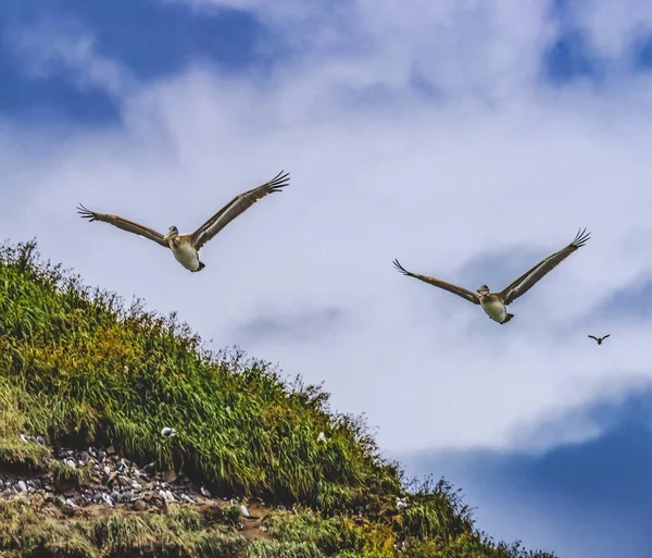 Braunpelikane Fliegende Murmeltiere Seevögel Haystack Rock Canon Beach Clatsap County — Stockfoto