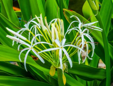 Beyaz Crinum Lily Yeşil Moorea Tahiti 'den ayrılıyor Fransız Polynesi