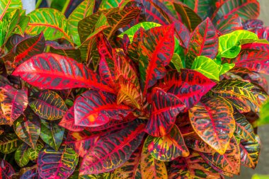 Renkli Kırmızı Ateş Bahçesi Croton, Moorea Tahiti 'den ayrıldı Fransız Polynesi