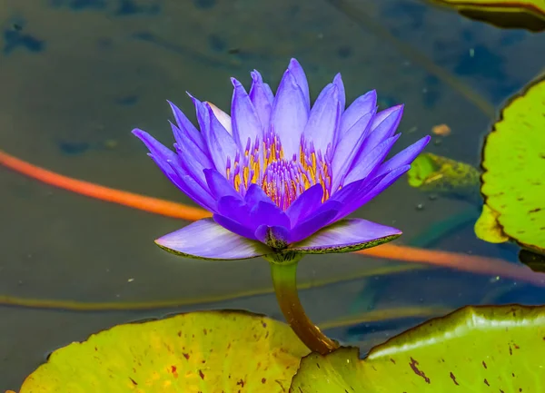 Blue Water Lily Lotus Green Lily Pads Moorea Tahití Polinesia — Foto de Stock