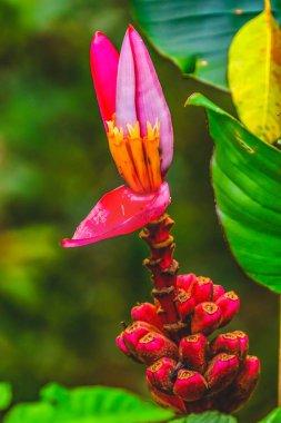 Pembe Kıllı Muz Yeşili Moorea Tahiti Fransız Polinezyası Yaprakları Assam, İndi 'den