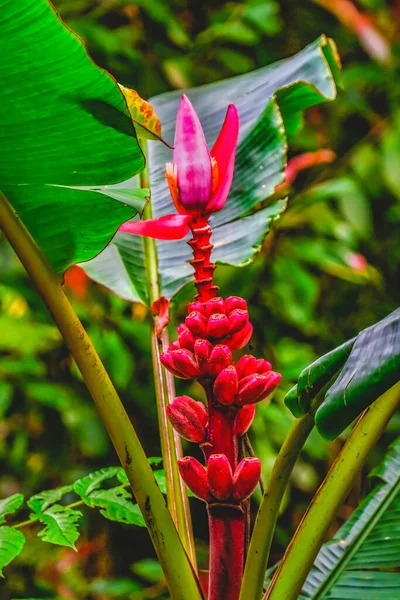 Pink Hairy Banana Green Leaves Moorea Tahiti Французская Полинезия — стоковое фото