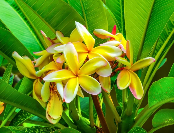 Желто Белый Frangipani Plumeria Green Leaves Moorea Filty Французской Полинезии — стоковое фото