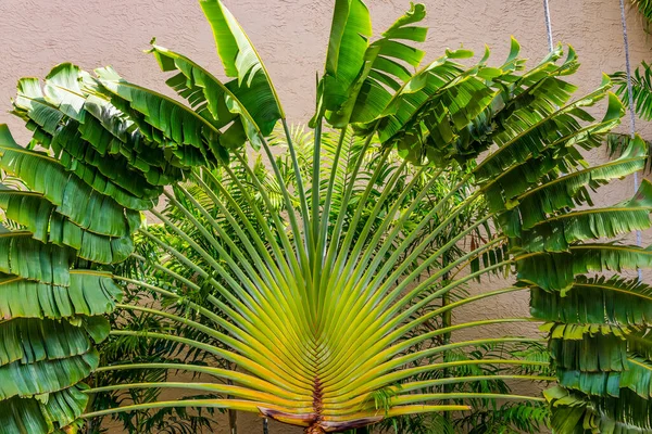 Пальмовое Дерево Равеналы Ravenala Palm Tree Оставляет Восточно Западную Пальму — стоковое фото