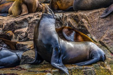 Califonria Deniz Aslanı Cabo San Lucas Baja Mexico. Amerika 'ya özgü. Los Cabos 'un birçok mührü var.